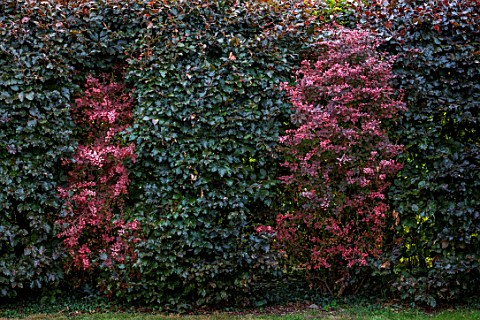 THE_MANOR_HOUSE_STEVINGTON_BEDFORDSHIRE_DESIGNER_KATHY_BROWN__THE_ROTHKO_ROOM_RED_FOLIAGE_LEAVES_OF_