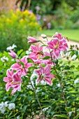 THE MANOR HOUSE, STEVINGTON, BEDFORDSHIRE. DESIGNER: KATHY BROWN - CLOSE UP OF PINK FLOWERS OF LILY, LILIUM, UNNAMED, SUMMER, BULBS, AUGUST