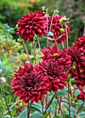 THE MANOR HOUSE, STEVINGTON, BEDFORDSHIRE. DESIGNER: KATHY BROWN - CLOSE UP OF RED, FLOWERS OF DAHLIA KARMA CHOC, SUMMER, BULBS, AUGUST