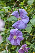 THE MANOR HOUSE, STEVINGTON, BEDFORDSHIRE. DESIGNER: KATHY BROWN - CLOSE UP OF BLUE, PURPLE, FLOWERS OF CLEMATIS PERLE DAZUR, CLIMBERS, CLIMBING, PETALS, BLOOMS