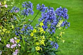 MORTON HALL GARDENS, WORCESTERSHIRE: SOUTH GARDEN, BORDERS, NICOTIANA LIME GREEN, BLUE FLOWERS OF AGAPANTHUS BLUE TRIUMPHATOR