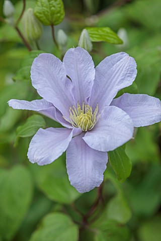 MORTON_HALL_GARDENS_WORCESTERSHIRE_COSE_UP_OF_PALE_BLUE_FLOWERS_OF_CLEMATIS_SILVER_MOON_SUMMER_PEREN
