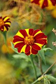 PRIVATE GARDEN, BERKSHIRE: DESIGNER ISTVAN DUDAS: CLOSE UP OF YELLOW AND RED FLOWERS OF TAGETES JOLLY JESTER, FLOWERING, BLOOM, BLOOMING, ANNUALS, SUMMER
