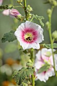 PRIVATE GARDEN, BERKSHIRE: DESIGNER ISTVAN DUDAS: WHITE AND PINK FLOWERS OF ALCEA ROSEA HALO BLUSH, FLOWERING, BLOOM, BLOOMING, ANNUALS, SUMMER, HOLLYHOCKS, BEES, INSECTS