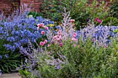 MORTON HALL GARDENS, WORCESTERSHIRE: SOUTH GARDEN, BORDERS, BLUE FLOWERS OF PEROVSKIA BLUE SPIRE, ROSES, ROSA OLD BLUSH CHINA, AGAPANTHUS NORTHERN STAR