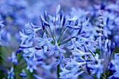 MORTON HALL GARDENS, WORCESTERSHIRE: BLUE, PURPLE, FLOWERS OF AGAPANTHUS POLAR STAR, AFRICAN LILY, SUMMER, PERENNIALS, BULBS