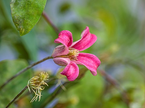 MORTON_HALL_GARDENS_WORCESTERSHIRE_PINK__FLOWERS_OF_CLEMATIS_TEXENSIS_PRINCESS_DIANA_LATE_SUMMER_DEC