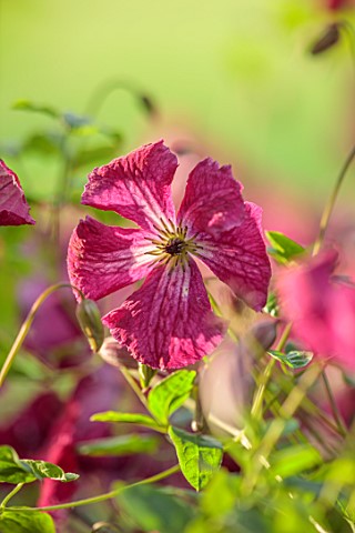 MORTON_HALL_GARDENS_WORCESTERSHIRE_PINK_RED_WHITE_FLOWERS_OF_CLEMATIS_KERMESINA_LATE_SUMMER_DECIDUOU
