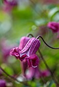 MORTON HALL GARDENS, WORCESTERSHIRE: RED, PINK, PURPLE, FLOWERS OF CLEMATIS VITICELLA QUEEN MOTHER, LATE, SUMMER DECIDUOUS, CLIMBING, CLIMBERS, CLIMBER, JULY