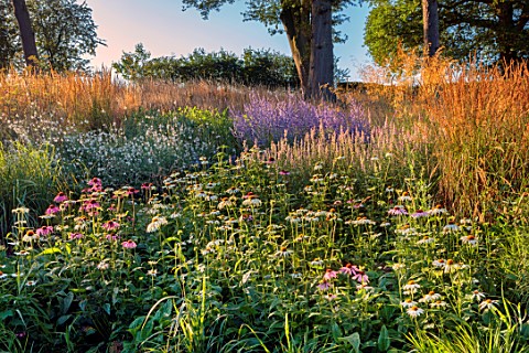 THE_OLD_VICARAGE_WORMINGFORD_ESSEX_DESIGNER_JEREMY_ALLEN__PERENNIAL_MEADOW_PLANTING_ECHINACEA_PURPUR