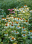 THE OLD VICARAGE, WORMINGFORD, ESSEX: DESIGNER JEREMY ALLEN - ECHINACEA WHITE SWAN, PERENNIALS, LATE, SUMMER, CONEFLOWERS, FLOWERING, BLOOMS, BLOOMING
