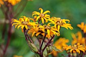 THE OLD VICARAGE, WORMINGFORD, ESSEX: DESIGNER JEREMY ALLEN - CLOSE UP OF YELLOW FLOWERS OF LIGULARIA DENTATA DESDEMONA, JULY, AUGUST, HERBACEOUS, PERENNIALS