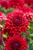 COTON MANOR GARDEN, NORTHAMPTONSHIRE: CLOSE UP OF DARK RED FLOWERS OF DAHLIA WITTEMENS BEST, AUGUST, SUMMER, BLOOMS, BLOOMING, PERENNIALS