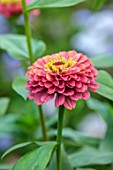 GREEN AND GORGEOUS FLOWERS, OXFORDSHIRE: CLOSE UP OF PINK FLOWERS OF ZINNIA ELEGANS QUEEN RED LIME, ANNUALS, MEXICO