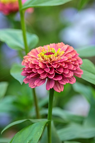 GREEN_AND_GORGEOUS_FLOWERS_OXFORDSHIRE_CLOSE_UP_OF_PINK_FLOWERS_OF_ZINNIA_ELEGANS_QUEEN_RED_LIME_ANN