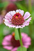 GREEN AND GORGEOUS FLOWERS, OXFORDSHIRE: CLOSE UP OF PINK FLOWERS OF ZINNIA ZINDERELLA LILAC, ANNUALS, MEXICO