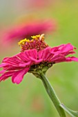 GREEN AND GORGEOUS FLOWERS, OXFORDSHIRE: CLOSE UP OF PINK, YELLOW, FLOWERS OF ZINNIA GOLDEN HOUR, FLOWERING, BLOOMS, BLOOMING, ANNUALS