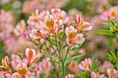 GREEN AND GORGEOUS FLOWERS, OXFORDSHIRE: CLOSE UP OF PEACH, FLOWERS OF ALSTROEMERIA, FLOWERING, BLOOMS, BLOOMING