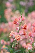 GREEN AND GORGEOUS FLOWERS, OXFORDSHIRE: CLOSE UP OF PEACH, PINK, FLOWERS OF ANTIRRHINUM MADAME BUTTERFLY BRONZE, FLOWERING, BLOOMS, BLOOMING