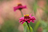 GREEN AND GORGEOUS FLOWERS, OXFORDSHIRE: CLOSE UP OF PINK, YELLOW, FLOWERS OF ZINNIA GOLDEN HOUR, FLOWERING, BLOOMS, BLOOMING, ANNUALS