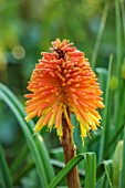 SILVER STREET FARM, DEVON. DESIGNER ALASDAIR CAMERON - CLOSE UP PORTRAIT OF ORAMGE FLOWERS OF RED HOT POKER, KNIPHOFIA ROOPERI, PERENNIALS, FLOWERS, BLOOMS, HERBACEOUS