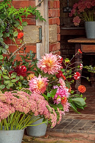 THE_FLOWER_GARDEN_AT_STOKESAY_COURT_THE_POTTING_SHED_WITH_DAHLIAS_AND_SEDUMS_IN_CONTAINERS_CUT_FLOWE