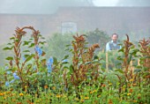 THE FLOWER GARDEN AT STOKESAY COURT - BARNEY MARTIN IN WALLED GARDEN WITH AMARANTHUS HOT BISCUITS AND DELPHINIUM BLUE FOUNTAIN, MIST, FOG, SEPTEMBER, CUTTING, FLOWERS, BLOOMS