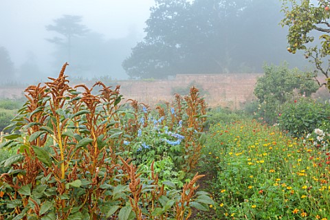 THE_FLOWER_GARDEN_AT_STOKESAY_COURT__WALLED_GARDEN_WITH_AMARANTHUS_HOT_BISCUITS_AND_DELPHINIUM_BLUE_