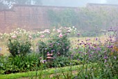 THE FLOWER GARDEN AT STOKESAY COURT - WALLED GARDEN WITH VERBENA BONARIENSIS, ROSES, ROSA WILD ROVER, MIST, FOG, SEPTEMBER, CUTTING, FLOWERS, BLOOMS