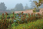 THE FLOWER GARDEN AT STOKESAY COURT - WALLED GARDEN WITH AMARANTHUS HOT BISCUITS AND DELPHINIUM BLUE FOUNTAIN, MIST, FOG, SEPTEMBER, CUTTING, FLOWERS, BLOOMS