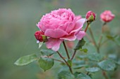 THE FLOWER GARDEN AT STOKESAY COURT - PINK, ROSE, FLOWERS OF ROSES, ROSA PRINCESS ALEXANDRA OF KENT, SEPTEMBER, AUTUMN, BLOOMS, BLOOMING, FLOWERING, ENGLISH ROSE