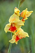 THE FLOWER GARDEN AT STOKESAY COURT - YELLOW, RED FLOWERS OF GLADIOLUS, GLADIOLI JESTER, SEPTEMBER, AUTUMN, BLOOMS, BLOOMING, FLOWERING, ANNUALS, PERENNIALS, BULBS