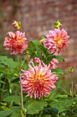 THE FLOWER GARDEN AT STOKESAY COURT - PINK, RED, YELLOW FLOWERS OF DAHLIAS, DAHLIA PENHILL WATERMELON, SEPTEMBER, AUTUMN, BLOOMS, BLOOMING, FLOWERING