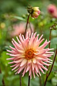 THE FLOWER GARDEN AT STOKESAY COURT - PINK, YELLOW FLOWERS OF DAHLIAS, DAHLIA PREFERENCE, SEPTEMBER, AUTUMN, BLOOMS, BLOOMING, FLOWERING