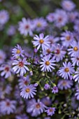 THE FLOWER GARDEN AT STOKESAY COURT - PORTRAIT OF ASTER LITTLE CARLOW, MICHAELMAS DAISIES, DAISY, PURPLE, BLUE, ASTER
