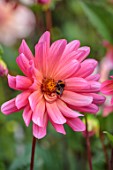 JUST DAHLIAS, CHESHIRE: CLOSE UP OF PINK FLOWERS OF DAHLIA KARMA FUCHSIANA, PERENNIALS, SEPTEMBER, BLOOMS, BLOOMING, FLOWERING, BEE