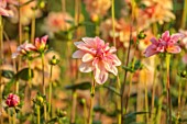 JUST DAHLIAS, CHESHIRE: CLOSE UP OF PINK, FLOWERS OF DAHLIA PINK JEAN FAIRS, PERENNIALS, SEPTEMBER, BLOOMS, BLOOMING, FLOWERING
