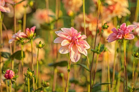 JUST_DAHLIAS_CHESHIRE_CLOSE_UP_OF_PINK_FLOWERS_OF_DAHLIA_PINK_JEAN_FAIRS_PERENNIALS_SEPTEMBER_BLOOMS
