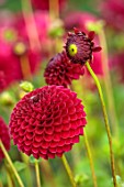 JUST DAHLIAS, CHESHIRE: CLOSE UP OF DARK, RED FLOWERS OF DAHLIA BARBARRY SULTAN, PERENNIALS, SEPTEMBER, BLOOMS, BLOOMING, FLOWERING