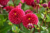 JUST DAHLIAS, CHESHIRE: CLOSE UP OF DARK, RED FLOWERS OF DAHLIA BARBARRY NOBLE, PERENNIALS, SEPTEMBER, BLOOMS, BLOOMING, FLOWERING