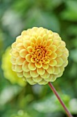 JUST DAHLIAS, CHESHIRE: CLOSE UP OF YELLOW FLOWERS OF DAHLIA YELLOW PET, PERENNIALS, SEPTEMBER, BLOOMS, BLOOMING, FLOWERING