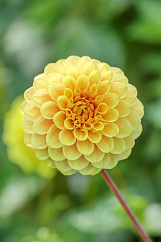 JUST_DAHLIAS_CHESHIRE_CLOSE_UP_OF_YELLOW_FLOWERS_OF_DAHLIA_YELLOW_PET_PERENNIALS_SEPTEMBER_BLOOMS_BL