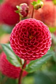 JUST DAHLIAS, CHESHIRE: CLOSE UP OF RED FLOWERS OF DAHLIA CORNEL, PERENNIALS, SEPTEMBER, BLOOMS, BLOOMING, FLOWERING