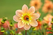 JUST DAHLIAS, CHESHIRE: CLOSE UP OF YELLOW, PEACH, APRICOT, FLOWERS OF DAHLIA PAT N PERC, PERENNIALS, SEPTEMBER, BLOOMS, BLOOMING, FLOWERING, BEE, INSECTS, BEES, PAT AND PERC