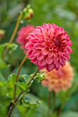 JUST DAHLIAS, CHESHIRE: CLOSE UP OF RED, PINK, FLOWERS OF DAHLIA ROSSENDALE FLAMENCO, PERENNIALS, SEPTEMBER, BLOOMS, BLOOMING, FLOWERING