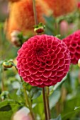 JUST DAHLIAS, CHESHIRE: CLOSE UP OF RED, PINK, FLOWERS OF DAHLIA RASPBERRY VALIANT, PERENNIALS, SEPTEMBER, BLOOMS, BLOOMING, FLOWERING