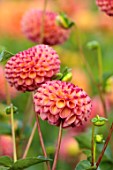 JUST DAHLIAS, CHESHIRE: CLOSE UP OF ORANGE, PINK FLOWERS OF DAHLIA NULAND JOSEPHINE, PERENNIALS, SEPTEMBER, BLOOMS, BLOOMING, FLOWERING