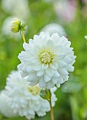 JUST DAHLIAS, CHESHIRE: CLOSE UP OF WHITE, YELLOW, FLOWERS OF DAHLIA LE CASTEL, PERENNIALS, SEPTEMBER, BLOOMS, BLOOMING, FLOWERING
