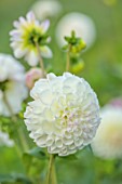 JUST DAHLIAS, CHESHIRE: CLOSE UP OF WHITE, PINK FLOWERS OF DAHLIA OAKWOOD DIAMOND, PERENNIALS, SEPTEMBER, BLOOMS, BLOOMING, FLOWERING