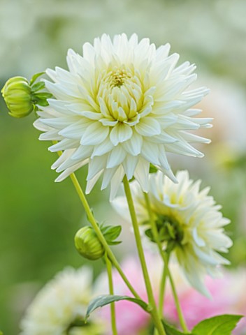 JUST_DAHLIAS_CHESHIRE_CLOSE_UP_OF_WHITE_FLOWERS_OF_DAHLIA_WHITE_SWALLOW_PERENNIALS_SEPTEMBER_BLOOMS_